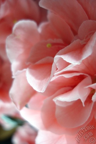 A mobile wallpaper and MMS picture for Apple iPhone 7s, 6s, 5s, 4s, Plus, iPods, iPads, New iPads, Samsung Galaxy S Series and Notes, Sony Ericsson Xperia, LG Mobile Phones, Tablets and Devices: Pink color Azalea -Rhododendron- flower.
