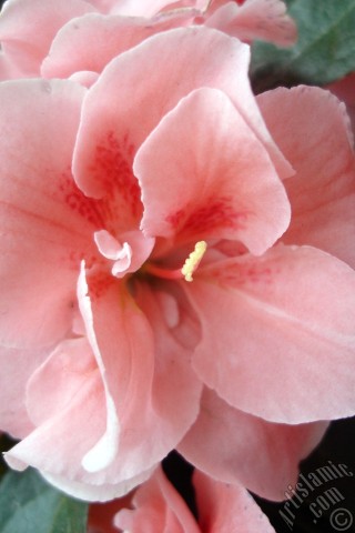 A mobile wallpaper and MMS picture for Apple iPhone 7s, 6s, 5s, 4s, Plus, iPods, iPads, New iPads, Samsung Galaxy S Series and Notes, Sony Ericsson Xperia, LG Mobile Phones, Tablets and Devices: Pink color Azalea -Rhododendron- flower.
