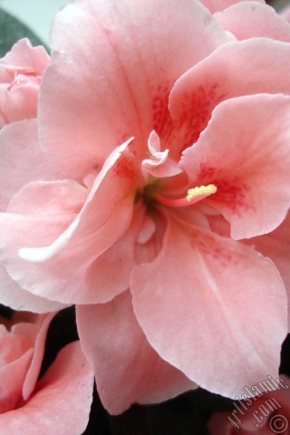 A mobile wallpaper and MMS picture for Apple iPhone 7s, 6s, 5s, 4s, Plus, iPods, iPads, New iPads, Samsung Galaxy S Series and Notes, Sony Ericsson Xperia, LG Mobile Phones, Tablets and Devices: Pink color Azalea -Rhododendron- flower.
