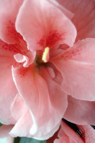 A mobile wallpaper and MMS picture for Apple iPhone 7s, 6s, 5s, 4s, Plus, iPods, iPads, New iPads, Samsung Galaxy S Series and Notes, Sony Ericsson Xperia, LG Mobile Phones, Tablets and Devices: Pink color Azalea -Rhododendron- flower.
