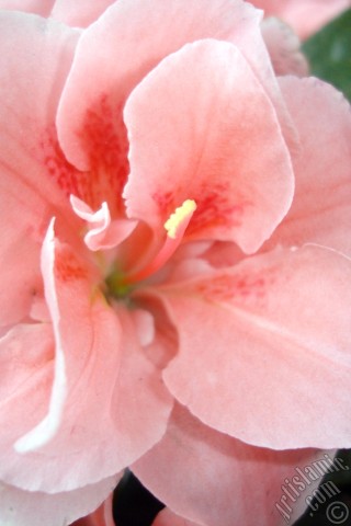 A mobile wallpaper and MMS picture for Apple iPhone 7s, 6s, 5s, 4s, Plus, iPods, iPads, New iPads, Samsung Galaxy S Series and Notes, Sony Ericsson Xperia, LG Mobile Phones, Tablets and Devices: Pink color Azalea -Rhododendron- flower.
