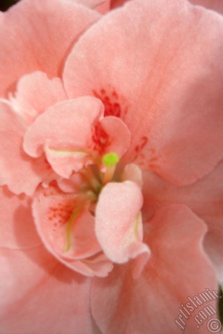 A mobile wallpaper and MMS picture for Apple iPhone 7s, 6s, 5s, 4s, Plus, iPods, iPads, New iPads, Samsung Galaxy S Series and Notes, Sony Ericsson Xperia, LG Mobile Phones, Tablets and Devices: Pink color Azalea -Rhododendron- flower.
