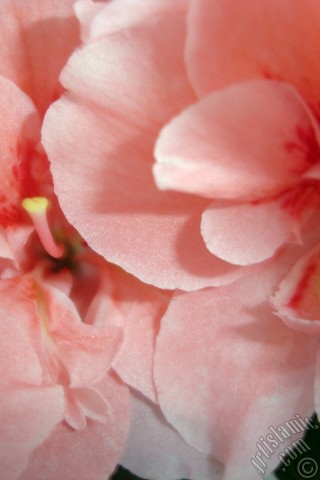 A mobile wallpaper and MMS picture for Apple iPhone 7s, 6s, 5s, 4s, Plus, iPods, iPads, New iPads, Samsung Galaxy S Series and Notes, Sony Ericsson Xperia, LG Mobile Phones, Tablets and Devices: Pink color Azalea -Rhododendron- flower.
