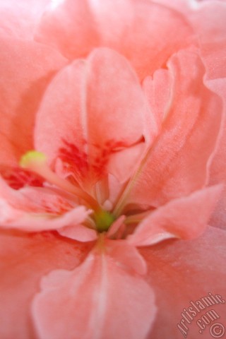 A mobile wallpaper and MMS picture for Apple iPhone 7s, 6s, 5s, 4s, Plus, iPods, iPads, New iPads, Samsung Galaxy S Series and Notes, Sony Ericsson Xperia, LG Mobile Phones, Tablets and Devices: Pink color Azalea -Rhododendron- flower.
