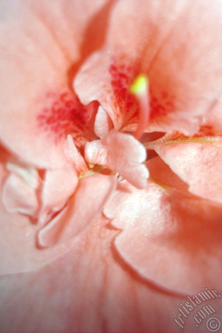 A mobile wallpaper and MMS picture for Apple iPhone 7s, 6s, 5s, 4s, Plus, iPods, iPads, New iPads, Samsung Galaxy S Series and Notes, Sony Ericsson Xperia, LG Mobile Phones, Tablets and Devices: Pink color Azalea -Rhododendron- flower.
