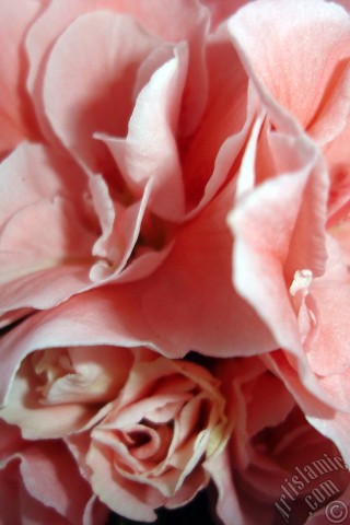 A mobile wallpaper and MMS picture for Apple iPhone 7s, 6s, 5s, 4s, Plus, iPods, iPads, New iPads, Samsung Galaxy S Series and Notes, Sony Ericsson Xperia, LG Mobile Phones, Tablets and Devices: Pink color Azalea -Rhododendron- flower.
