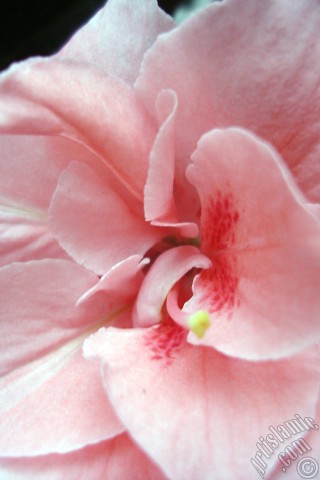 A mobile wallpaper and MMS picture for Apple iPhone 7s, 6s, 5s, 4s, Plus, iPods, iPads, New iPads, Samsung Galaxy S Series and Notes, Sony Ericsson Xperia, LG Mobile Phones, Tablets and Devices: Pink color Azalea -Rhododendron- flower.
