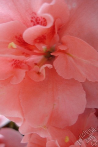 A mobile wallpaper and MMS picture for Apple iPhone 7s, 6s, 5s, 4s, Plus, iPods, iPads, New iPads, Samsung Galaxy S Series and Notes, Sony Ericsson Xperia, LG Mobile Phones, Tablets and Devices: Pink color Azalea -Rhododendron- flower.
