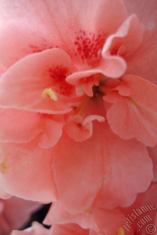 A mobile wallpaper and MMS picture for Apple iPhone 7s, 6s, 5s, 4s, Plus, iPods, iPads, New iPads, Samsung Galaxy S Series and Notes, Sony Ericsson Xperia, LG Mobile Phones, Tablets and Devices: Pink color Azalea -Rhododendron- flower.
