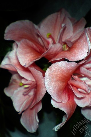 A mobile wallpaper and MMS picture for Apple iPhone 7s, 6s, 5s, 4s, Plus, iPods, iPads, New iPads, Samsung Galaxy S Series and Notes, Sony Ericsson Xperia, LG Mobile Phones, Tablets and Devices: Pink color Azalea -Rhododendron- flower.
