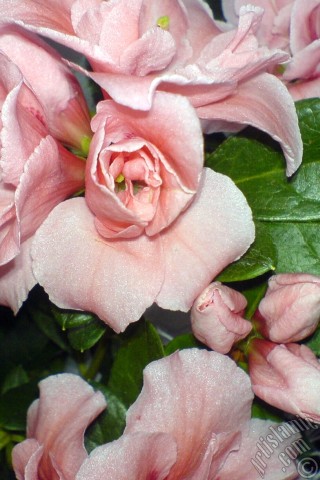 A mobile wallpaper and MMS picture for Apple iPhone 7s, 6s, 5s, 4s, Plus, iPods, iPads, New iPads, Samsung Galaxy S Series and Notes, Sony Ericsson Xperia, LG Mobile Phones, Tablets and Devices: Pink color Azalea -Rhododendron- flower.
