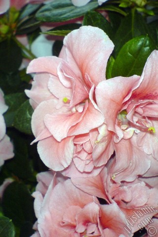 A mobile wallpaper and MMS picture for Apple iPhone 7s, 6s, 5s, 4s, Plus, iPods, iPads, New iPads, Samsung Galaxy S Series and Notes, Sony Ericsson Xperia, LG Mobile Phones, Tablets and Devices: Pink color Azalea -Rhododendron- flower.
