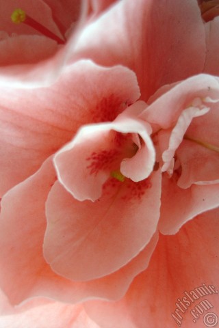 A mobile wallpaper and MMS picture for Apple iPhone 7s, 6s, 5s, 4s, Plus, iPods, iPads, New iPads, Samsung Galaxy S Series and Notes, Sony Ericsson Xperia, LG Mobile Phones, Tablets and Devices: Pink color Azalea -Rhododendron- flower.
