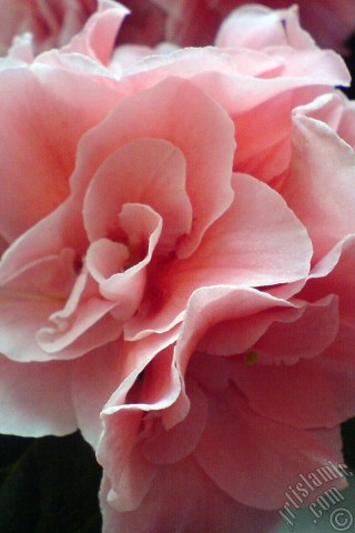 A mobile wallpaper and MMS picture for Apple iPhone 7s, 6s, 5s, 4s, Plus, iPods, iPads, New iPads, Samsung Galaxy S Series and Notes, Sony Ericsson Xperia, LG Mobile Phones, Tablets and Devices: Pink color Azalea -Rhododendron- flower.
