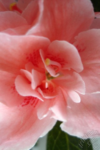 A mobile wallpaper and MMS picture for Apple iPhone 7s, 6s, 5s, 4s, Plus, iPods, iPads, New iPads, Samsung Galaxy S Series and Notes, Sony Ericsson Xperia, LG Mobile Phones, Tablets and Devices: Pink color Azalea -Rhododendron- flower.
