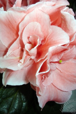 A mobile wallpaper and MMS picture for Apple iPhone 7s, 6s, 5s, 4s, Plus, iPods, iPads, New iPads, Samsung Galaxy S Series and Notes, Sony Ericsson Xperia, LG Mobile Phones, Tablets and Devices: Pink color Azalea -Rhododendron- flower.
