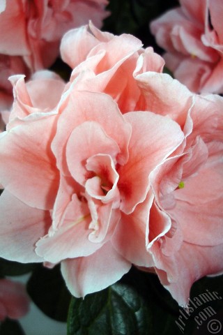 A mobile wallpaper and MMS picture for Apple iPhone 7s, 6s, 5s, 4s, Plus, iPods, iPads, New iPads, Samsung Galaxy S Series and Notes, Sony Ericsson Xperia, LG Mobile Phones, Tablets and Devices: Pink color Azalea -Rhododendron- flower.
