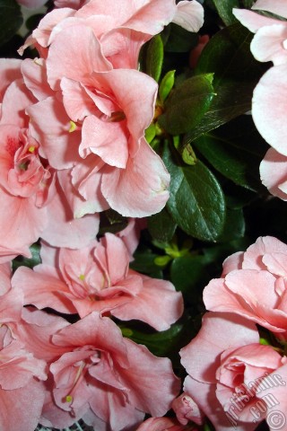 A mobile wallpaper and MMS picture for Apple iPhone 7s, 6s, 5s, 4s, Plus, iPods, iPads, New iPads, Samsung Galaxy S Series and Notes, Sony Ericsson Xperia, LG Mobile Phones, Tablets and Devices: Pink color Azalea -Rhododendron- flower.
