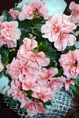 A mobile wallpaper and MMS picture for Apple iPhone 7s, 6s, 5s, 4s, Plus, iPods, iPads, New iPads, Samsung Galaxy S Series and Notes, Sony Ericsson Xperia, LG Mobile Phones, Tablets and Devices: Pink color Azalea -Rhododendron- flower.
