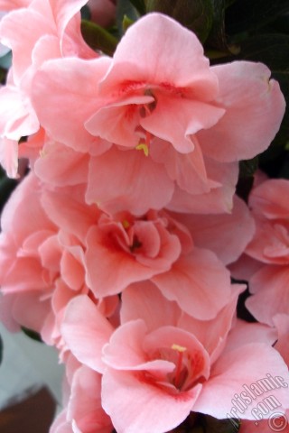 A mobile wallpaper and MMS picture for Apple iPhone 7s, 6s, 5s, 4s, Plus, iPods, iPads, New iPads, Samsung Galaxy S Series and Notes, Sony Ericsson Xperia, LG Mobile Phones, Tablets and Devices: Pink color Azalea -Rhododendron- flower.
