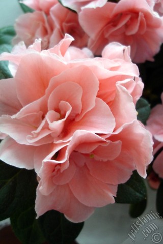 A mobile wallpaper and MMS picture for Apple iPhone 7s, 6s, 5s, 4s, Plus, iPods, iPads, New iPads, Samsung Galaxy S Series and Notes, Sony Ericsson Xperia, LG Mobile Phones, Tablets and Devices: Pink color Azalea -Rhododendron- flower.
