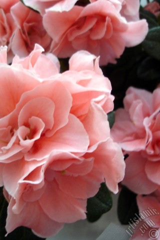 A mobile wallpaper and MMS picture for Apple iPhone 7s, 6s, 5s, 4s, Plus, iPods, iPads, New iPads, Samsung Galaxy S Series and Notes, Sony Ericsson Xperia, LG Mobile Phones, Tablets and Devices: Pink color Azalea -Rhododendron- flower.
