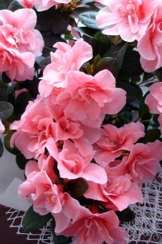 A mobile wallpaper and MMS picture for Apple iPhone 7s, 6s, 5s, 4s, Plus, iPods, iPads, New iPads, Samsung Galaxy S Series and Notes, Sony Ericsson Xperia, LG Mobile Phones, Tablets and Devices: Pink color Azalea -Rhododendron- flower.
