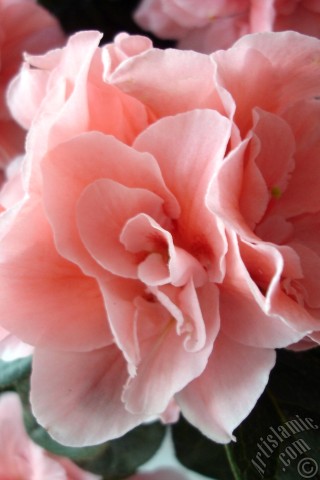 A mobile wallpaper and MMS picture for Apple iPhone 7s, 6s, 5s, 4s, Plus, iPods, iPads, New iPads, Samsung Galaxy S Series and Notes, Sony Ericsson Xperia, LG Mobile Phones, Tablets and Devices: Pink color Azalea -Rhododendron- flower.
