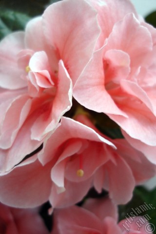 A mobile wallpaper and MMS picture for Apple iPhone 7s, 6s, 5s, 4s, Plus, iPods, iPads, New iPads, Samsung Galaxy S Series and Notes, Sony Ericsson Xperia, LG Mobile Phones, Tablets and Devices: Pink color Azalea -Rhododendron- flower.
