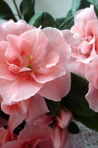 A mobile wallpaper and MMS picture for Apple iPhone 7s, 6s, 5s, 4s, Plus, iPods, iPads, New iPads, Samsung Galaxy S Series and Notes, Sony Ericsson Xperia, LG Mobile Phones, Tablets and Devices: Pink color Azalea -Rhododendron- flower.
