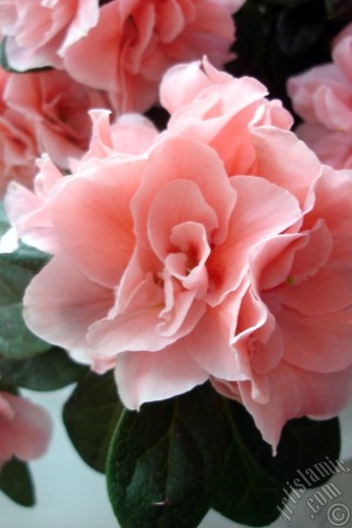 A mobile wallpaper and MMS picture for Apple iPhone 7s, 6s, 5s, 4s, Plus, iPods, iPads, New iPads, Samsung Galaxy S Series and Notes, Sony Ericsson Xperia, LG Mobile Phones, Tablets and Devices: Pink color Azalea -Rhododendron- flower.
