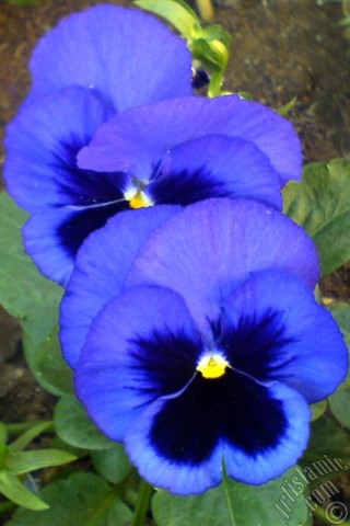 A mobile wallpaper and MMS picture for Apple iPhone 7s, 6s, 5s, 4s, Plus, iPods, iPads, New iPads, Samsung Galaxy S Series and Notes, Sony Ericsson Xperia, LG Mobile Phones, Tablets and Devices: Dark blue color Viola Tricolor -Heartsease, Pansy, Multicoloured Violet, Johnny Jump Up- flower.
