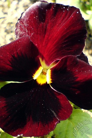 A mobile wallpaper and MMS picture for Apple iPhone 7s, 6s, 5s, 4s, Plus, iPods, iPads, New iPads, Samsung Galaxy S Series and Notes, Sony Ericsson Xperia, LG Mobile Phones, Tablets and Devices: Brown color Viola Tricolor -Heartsease, Pansy, Multicoloured Violet, Johnny Jump Up- flower.
