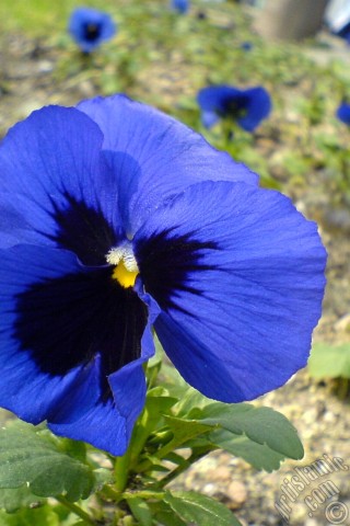 A mobile wallpaper and MMS picture for Apple iPhone 7s, 6s, 5s, 4s, Plus, iPods, iPads, New iPads, Samsung Galaxy S Series and Notes, Sony Ericsson Xperia, LG Mobile Phones, Tablets and Devices: Dark blue color Viola Tricolor -Heartsease, Pansy, Multicoloured Violet, Johnny Jump Up- flower.
