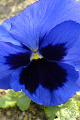 A mobile wallpaper and MMS picture for Apple iPhone 7s, 6s, 5s, 4s, Plus, iPods, iPads, New iPads, Samsung Galaxy S Series and Notes, Sony Ericsson Xperia, LG Mobile Phones, Tablets and Devices: Dark blue color Viola Tricolor -Heartsease, Pansy, Multicoloured Violet, Johnny Jump Up- flower.
