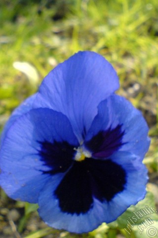 A mobile wallpaper and MMS picture for Apple iPhone 7s, 6s, 5s, 4s, Plus, iPods, iPads, New iPads, Samsung Galaxy S Series and Notes, Sony Ericsson Xperia, LG Mobile Phones, Tablets and Devices: Dark blue color Viola Tricolor -Heartsease, Pansy, Multicoloured Violet, Johnny Jump Up- flower.

