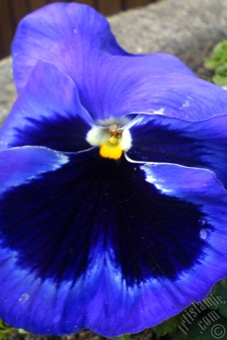 A mobile wallpaper and MMS picture for Apple iPhone 7s, 6s, 5s, 4s, Plus, iPods, iPads, New iPads, Samsung Galaxy S Series and Notes, Sony Ericsson Xperia, LG Mobile Phones, Tablets and Devices: Dark blue color Viola Tricolor -Heartsease, Pansy, Multicoloured Violet, Johnny Jump Up- flower.
