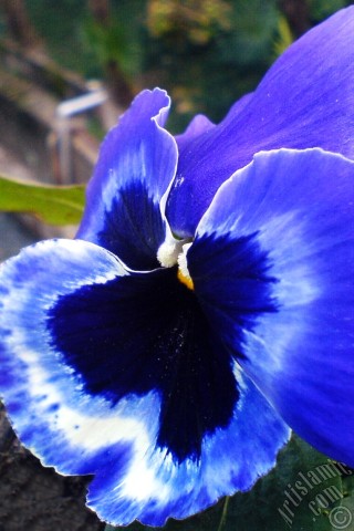 A mobile wallpaper and MMS picture for Apple iPhone 7s, 6s, 5s, 4s, Plus, iPods, iPads, New iPads, Samsung Galaxy S Series and Notes, Sony Ericsson Xperia, LG Mobile Phones, Tablets and Devices: Dark blue color Viola Tricolor -Heartsease, Pansy, Multicoloured Violet, Johnny Jump Up- flower.
