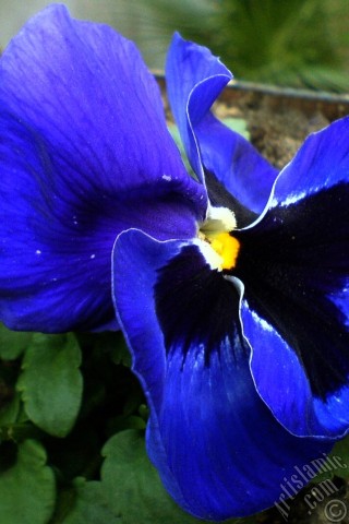 A mobile wallpaper and MMS picture for Apple iPhone 7s, 6s, 5s, 4s, Plus, iPods, iPads, New iPads, Samsung Galaxy S Series and Notes, Sony Ericsson Xperia, LG Mobile Phones, Tablets and Devices: Dark blue color Viola Tricolor -Heartsease, Pansy, Multicoloured Violet, Johnny Jump Up- flower.
