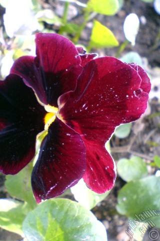 A mobile wallpaper and MMS picture for Apple iPhone 7s, 6s, 5s, 4s, Plus, iPods, iPads, New iPads, Samsung Galaxy S Series and Notes, Sony Ericsson Xperia, LG Mobile Phones, Tablets and Devices: Burgundy color Viola Tricolor -Heartsease, Pansy, Multicoloured Violet, Johnny Jump Up- flower.
