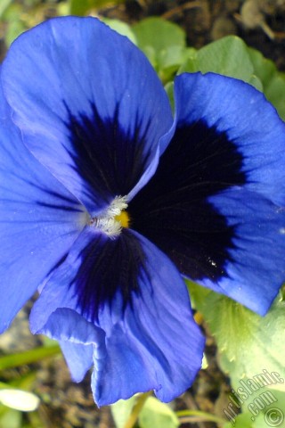 A mobile wallpaper and MMS picture for Apple iPhone 7s, 6s, 5s, 4s, Plus, iPods, iPads, New iPads, Samsung Galaxy S Series and Notes, Sony Ericsson Xperia, LG Mobile Phones, Tablets and Devices: Dark blue color Viola Tricolor -Heartsease, Pansy, Multicoloured Violet, Johnny Jump Up- flower.
