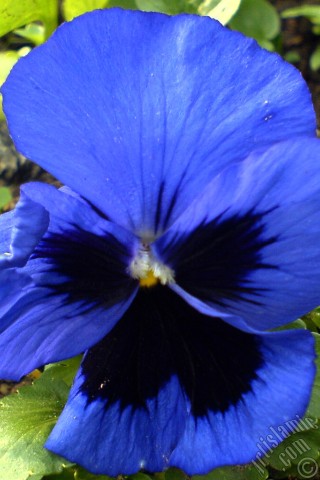 A mobile wallpaper and MMS picture for Apple iPhone 7s, 6s, 5s, 4s, Plus, iPods, iPads, New iPads, Samsung Galaxy S Series and Notes, Sony Ericsson Xperia, LG Mobile Phones, Tablets and Devices: Dark blue color Viola Tricolor -Heartsease, Pansy, Multicoloured Violet, Johnny Jump Up- flower.
