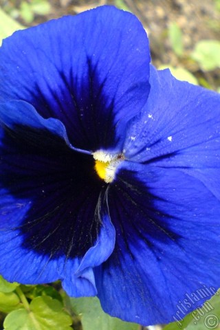 A mobile wallpaper and MMS picture for Apple iPhone 7s, 6s, 5s, 4s, Plus, iPods, iPads, New iPads, Samsung Galaxy S Series and Notes, Sony Ericsson Xperia, LG Mobile Phones, Tablets and Devices: Dark blue color Viola Tricolor -Heartsease, Pansy, Multicoloured Violet, Johnny Jump Up- flower.
