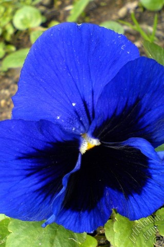 A mobile wallpaper and MMS picture for Apple iPhone 7s, 6s, 5s, 4s, Plus, iPods, iPads, New iPads, Samsung Galaxy S Series and Notes, Sony Ericsson Xperia, LG Mobile Phones, Tablets and Devices: Dark blue color Viola Tricolor -Heartsease, Pansy, Multicoloured Violet, Johnny Jump Up- flower.
