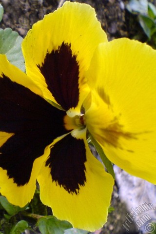 A mobile wallpaper and MMS picture for Apple iPhone 7s, 6s, 5s, 4s, Plus, iPods, iPads, New iPads, Samsung Galaxy S Series and Notes, Sony Ericsson Xperia, LG Mobile Phones, Tablets and Devices: Yellow color Viola Tricolor -Heartsease, Pansy, Multicoloured Violet, Johnny Jump Up- flower.
