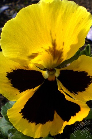 A mobile wallpaper and MMS picture for Apple iPhone 7s, 6s, 5s, 4s, Plus, iPods, iPads, New iPads, Samsung Galaxy S Series and Notes, Sony Ericsson Xperia, LG Mobile Phones, Tablets and Devices: Yellow color Viola Tricolor -Heartsease, Pansy, Multicoloured Violet, Johnny Jump Up- flower.
