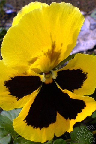 A mobile wallpaper and MMS picture for Apple iPhone 7s, 6s, 5s, 4s, Plus, iPods, iPads, New iPads, Samsung Galaxy S Series and Notes, Sony Ericsson Xperia, LG Mobile Phones, Tablets and Devices: Yellow color Viola Tricolor -Heartsease, Pansy, Multicoloured Violet, Johnny Jump Up- flower.
