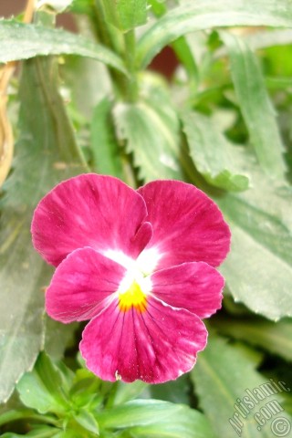 A mobile wallpaper and MMS picture for Apple iPhone 7s, 6s, 5s, 4s, Plus, iPods, iPads, New iPads, Samsung Galaxy S Series and Notes, Sony Ericsson Xperia, LG Mobile Phones, Tablets and Devices: Burgundy color Viola Tricolor -Heartsease, Pansy, Multicoloured Violet, Johnny Jump Up- flower.
