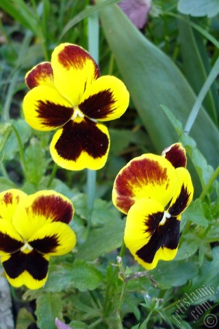 A mobile wallpaper and MMS picture for Apple iPhone 7s, 6s, 5s, 4s, Plus, iPods, iPads, New iPads, Samsung Galaxy S Series and Notes, Sony Ericsson Xperia, LG Mobile Phones, Tablets and Devices: Yellow color Viola Tricolor -Heartsease, Pansy, Multicoloured Violet, Johnny Jump Up- flower.
