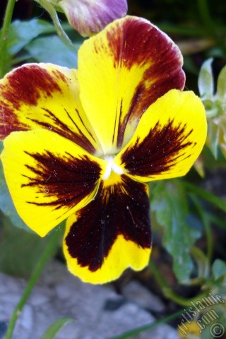 A mobile wallpaper and MMS picture for Apple iPhone 7s, 6s, 5s, 4s, Plus, iPods, iPads, New iPads, Samsung Galaxy S Series and Notes, Sony Ericsson Xperia, LG Mobile Phones, Tablets and Devices: Yellow color Viola Tricolor -Heartsease, Pansy, Multicoloured Violet, Johnny Jump Up- flower.
